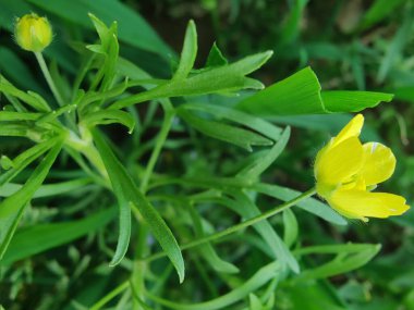 Meadow Butcup veya Ranunculus acris