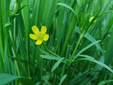 Meadow Butcup veya Ranunculus acris