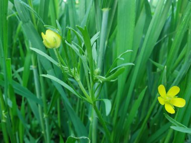 Meadow Butcup veya Ranunculus acris