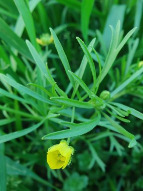 Meadow Butcup veya Ranunculus acris