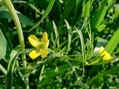 Meadow Butcup veya Ranunculus acris