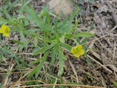 Meadow Butcup veya Ranunculus acris