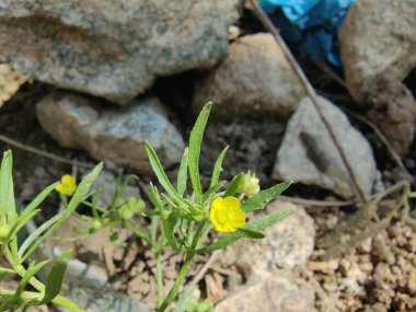 Meadow Butcup veya Ranunculus acris