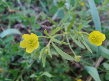 Meadow Butcup veya Ranunculus acris