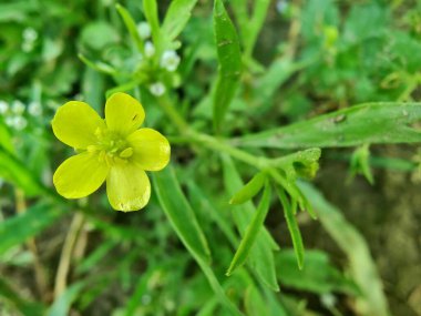 Meadow Butcup veya Ranunculus acris