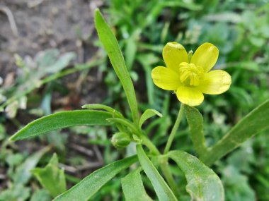 Meadow Butcup veya Ranunculus acris