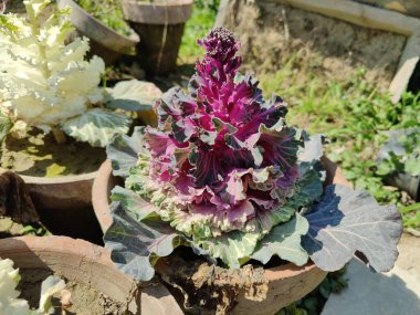 Mor lahana, Brassica oleracea veya lahana karnabaharı.