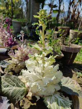 Mor lahana, Brassica oleracea veya lahana karnabaharı.