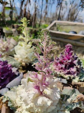 Mor lahana, Brassica oleracea veya lahana karnabaharı.