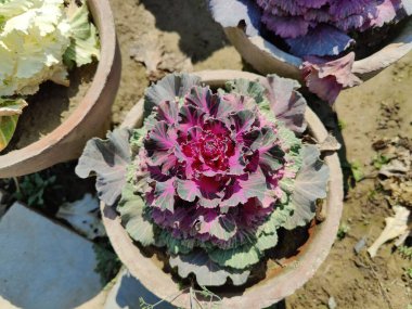 Mor lahana, Brassica oleracea veya lahana karnabaharı.