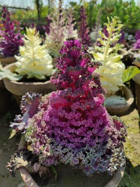 Mor lahana, Brassica oleracea veya lahana karnabaharı.