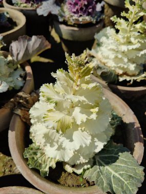 Mor lahana, Brassica oleracea veya lahana karnabaharı.