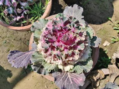 Mor lahana, Brassica oleracea veya lahana karnabaharı.