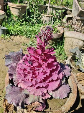 Mor lahana, Brassica oleracea veya lahana karnabaharı.