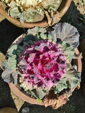 Mor lahana, Brassica oleracea veya lahana karnabaharı.