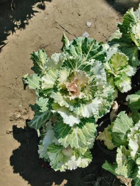 Mor lahana, Brassica oleracea veya lahana karnabaharı.