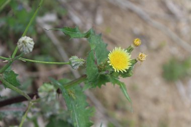 Dikenli dişi domuz, Sonchus asper veya Sonchus oleraceus