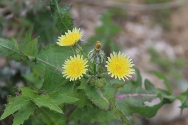 Dikenli dişi domuz, Sonchus asper veya Sonchus oleraceus