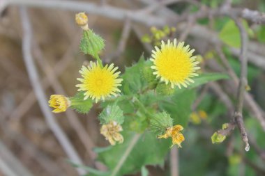 Dikenli dişi domuz, Sonchus asper veya Sonchus oleraceus
