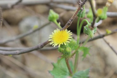 Dikenli dişi domuz, Sonchus asper veya Sonchus oleraceus