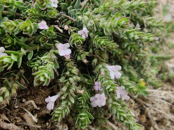 Klinopodyum, calamint, Prostanthera granitica veya granit çalı