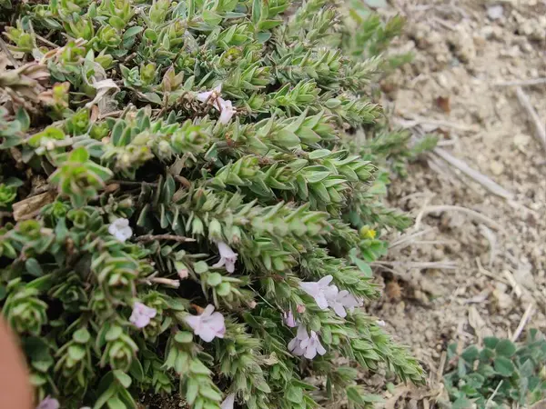 Klinopodyum, calamint, Prostanthera granitica veya granit çalı