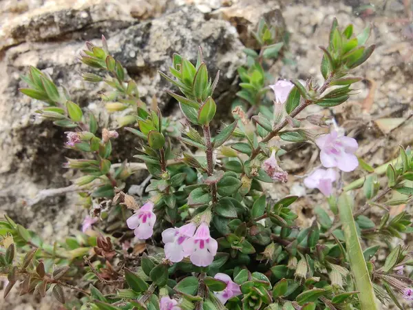 Klinopodyum, calamint, Prostanthera granitica veya granit çalı