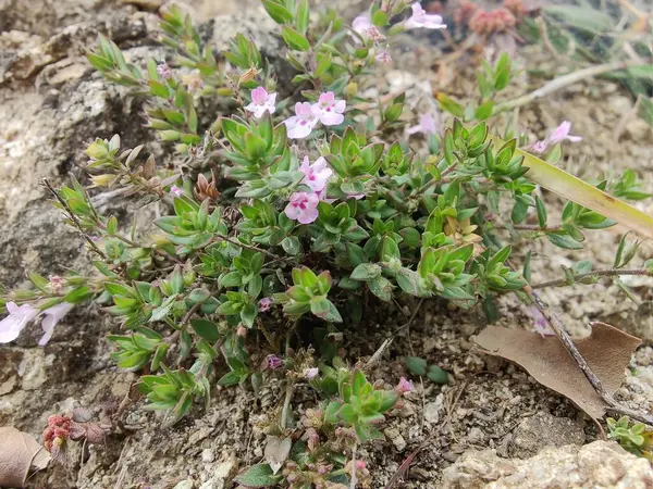 Klinopodyum, calamint, Prostanthera granitica veya granit çalı
