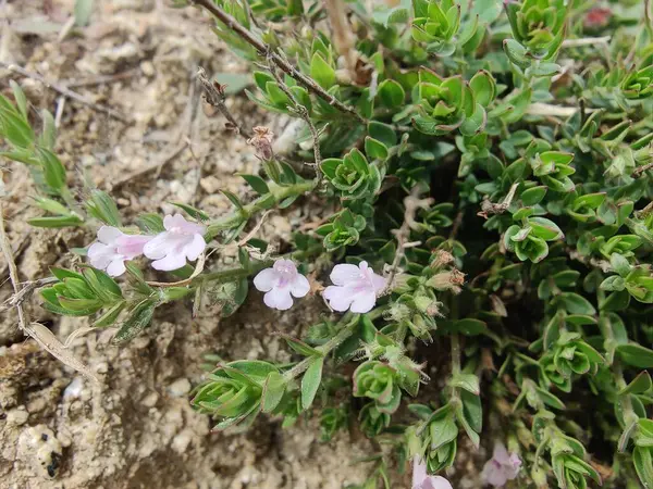 Klinopodyum, calamint, Prostanthera granitica veya granit çalı