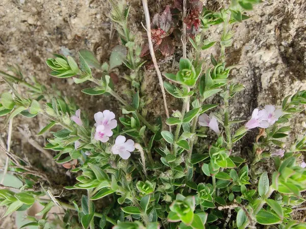 Klinopodyum, calamint, Prostanthera granitica veya granit çalı