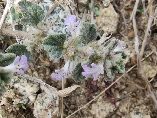 Klinopodyum, calamint, Prostanthera granitica veya granit çalı
