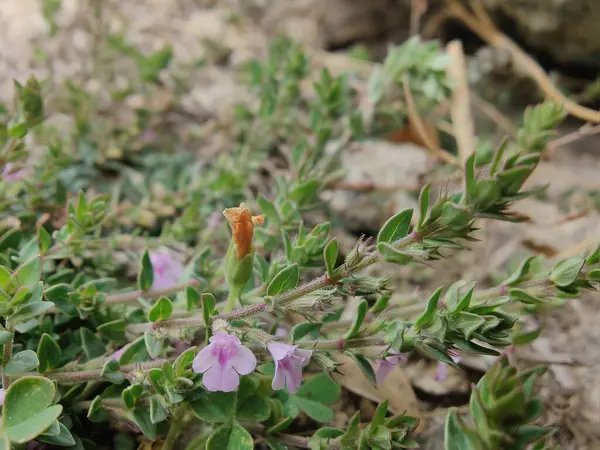 Klinopodyum, calamint, Prostanthera granitica veya granit çalı