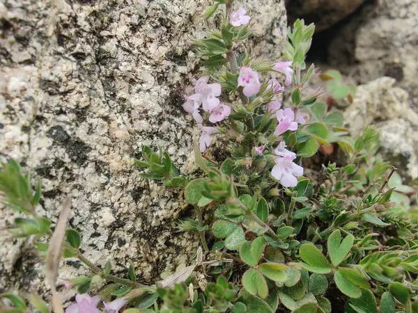 Klinopodyum, calamint, Prostanthera granitica veya granit çalı