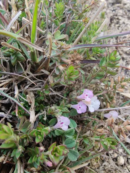 Klinopodyum, calamint, Prostanthera granitica veya granit çalı