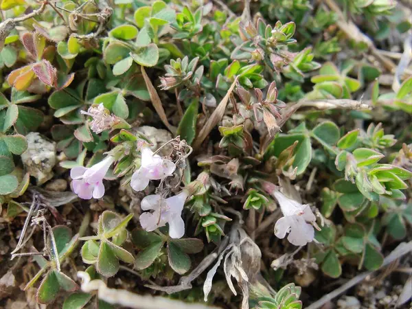 Klinopodyum, calamint, Prostanthera granitica veya granit çalı
