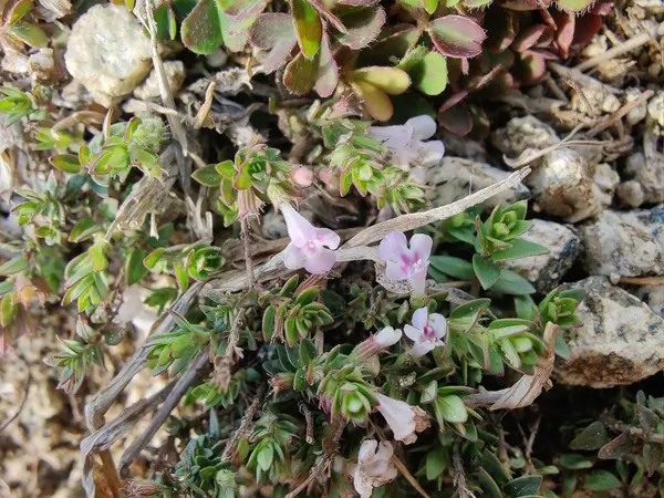 Klinopodyum, calamint, Prostanthera granitica veya granit çalı