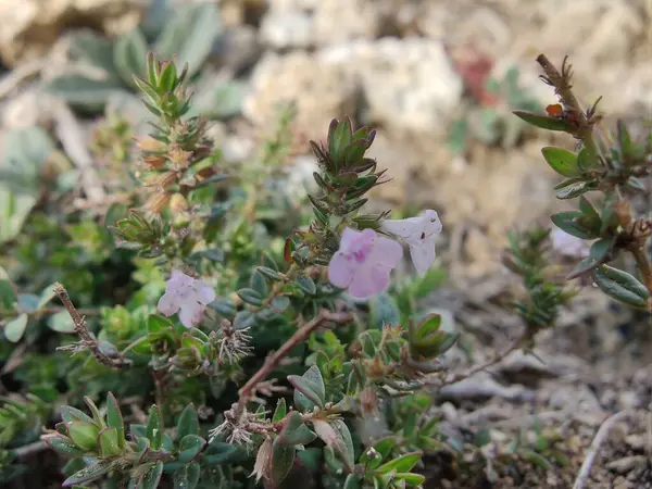 Klinopodyum, calamint, Prostanthera granitica veya granit çalı