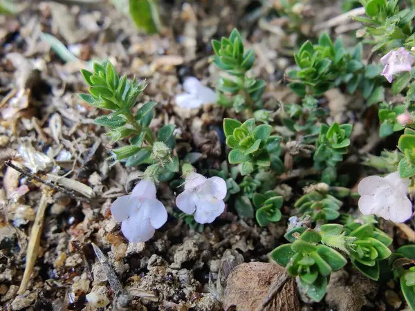 Klinopodyum, calamint, Prostanthera granitica veya granit çalı