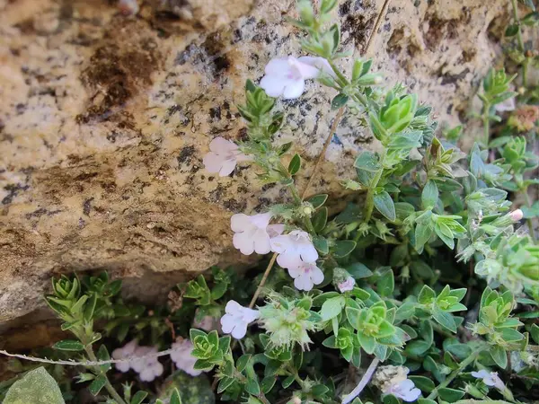 Klinopodyum, calamint, Prostanthera granitica veya granit çalı