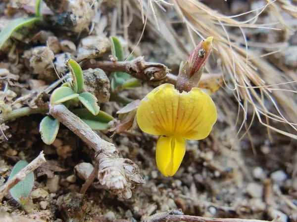 Silverpods bitkisi, Argyrolobium cinsi veya Lotus edulis.
