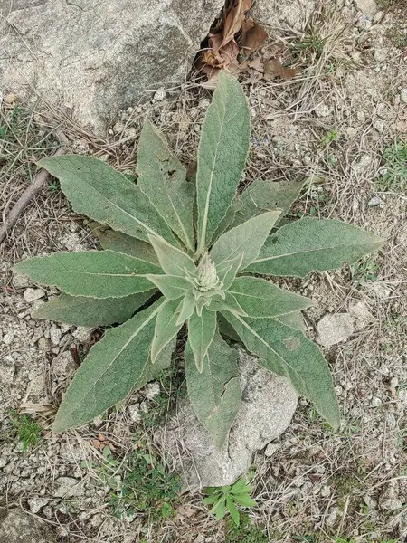 Büyük Mullein, Verbascum thapsus veya tüylü bitki
