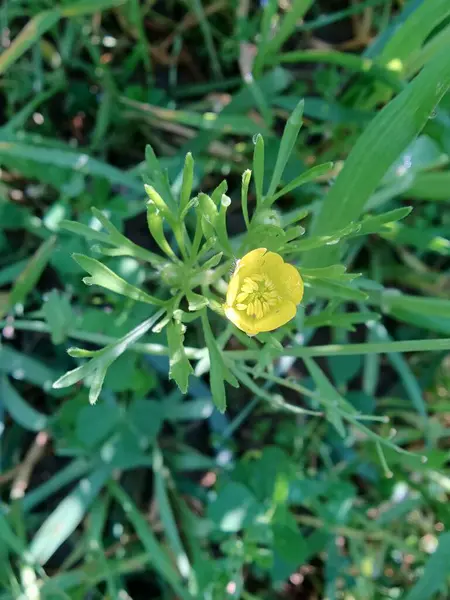Meadow Butcup veya Ranunculus acris