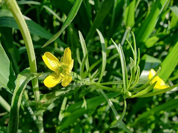 Meadow Butcup veya Ranunculus acris