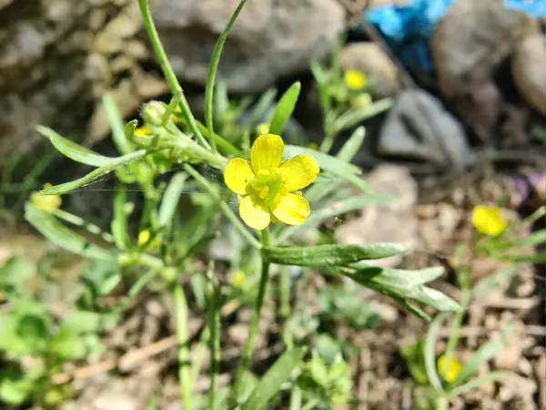 Meadow Butcup veya Ranunculus acris