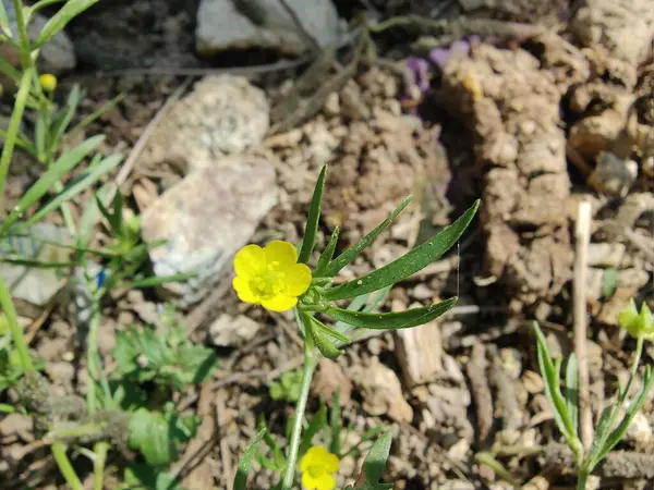 Meadow Butcup veya Ranunculus acris