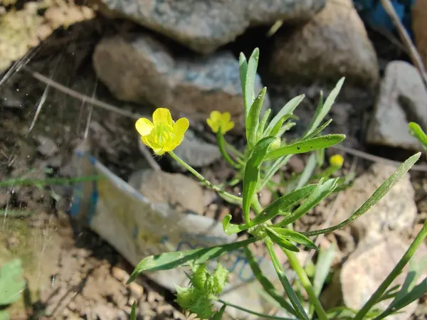 Meadow Butcup veya Ranunculus acris
