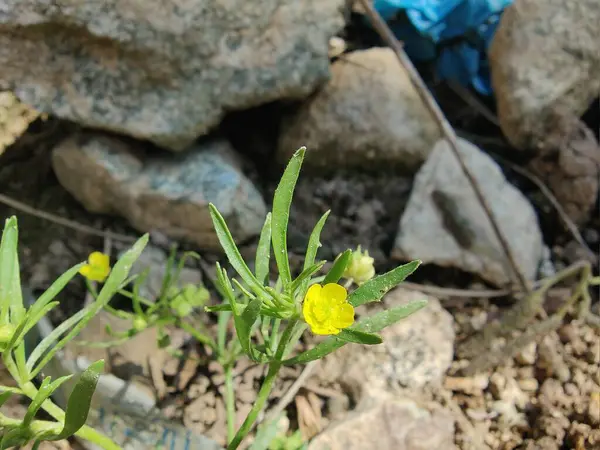Meadow Butcup veya Ranunculus acris