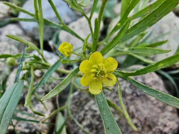 Meadow Butcup veya Ranunculus acris