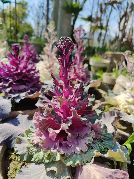 Mor lahana, Brassica oleracea veya lahana karnabaharı.