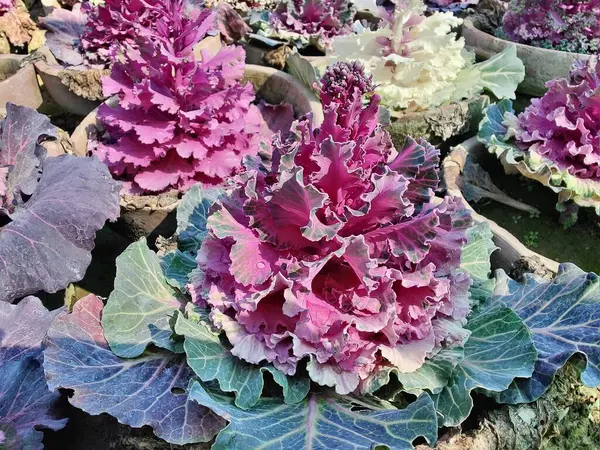 Mor lahana, Brassica oleracea veya lahana karnabaharı.